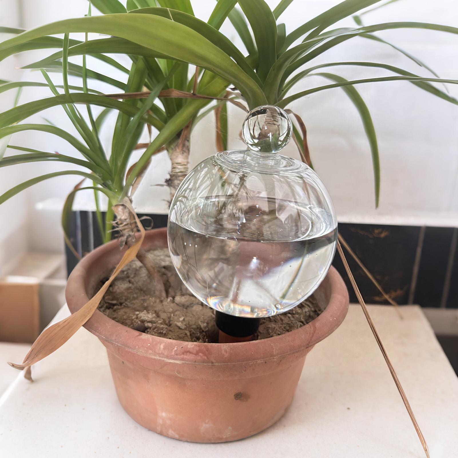 Bitki Sulama Topları 4 adet 50 - Succulent Set incelemesi ve fiyatı