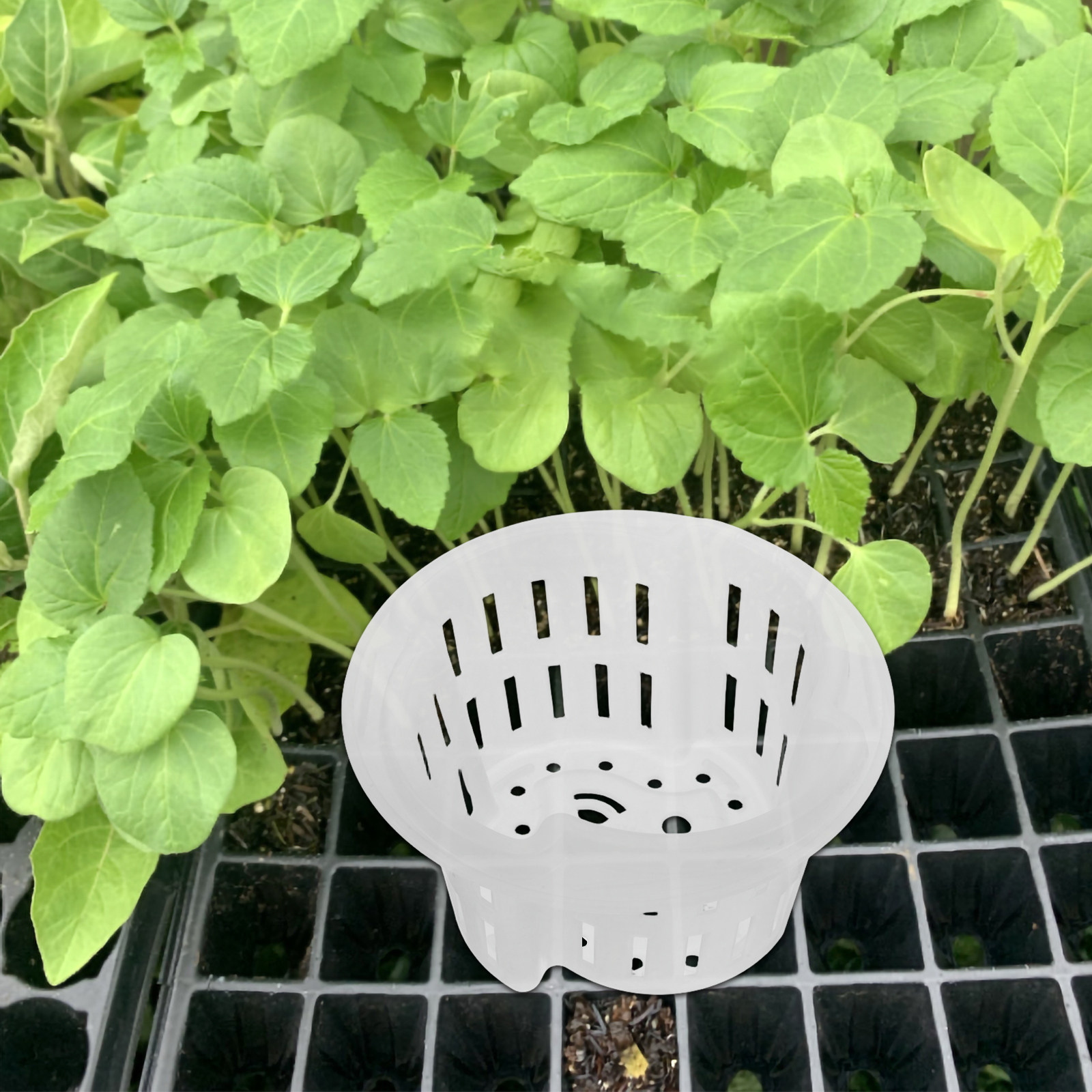 4 Adet Hidroponik Bitki Saksıs - Indoor Plants incelemesi ve fiyatı
