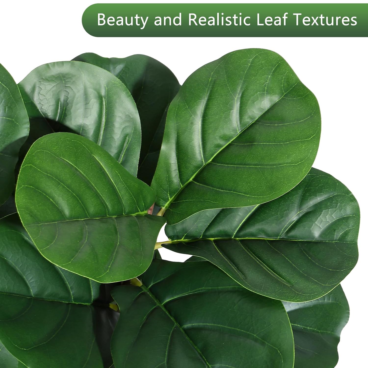 4 ft (1,2 metre) yüksekliğinde - Fiddle Leaf Fig incelemesi ve fiyatı