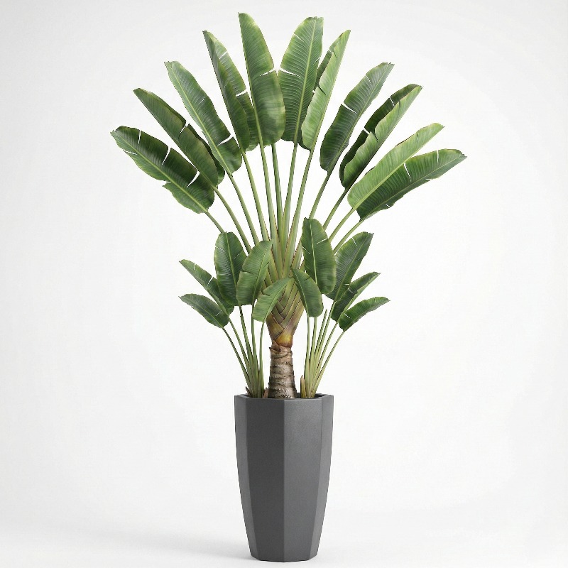 Yüksek Simülasyonlu Plastik Ke - Fiddle Leaf Fig incelemesi ve fiyatı