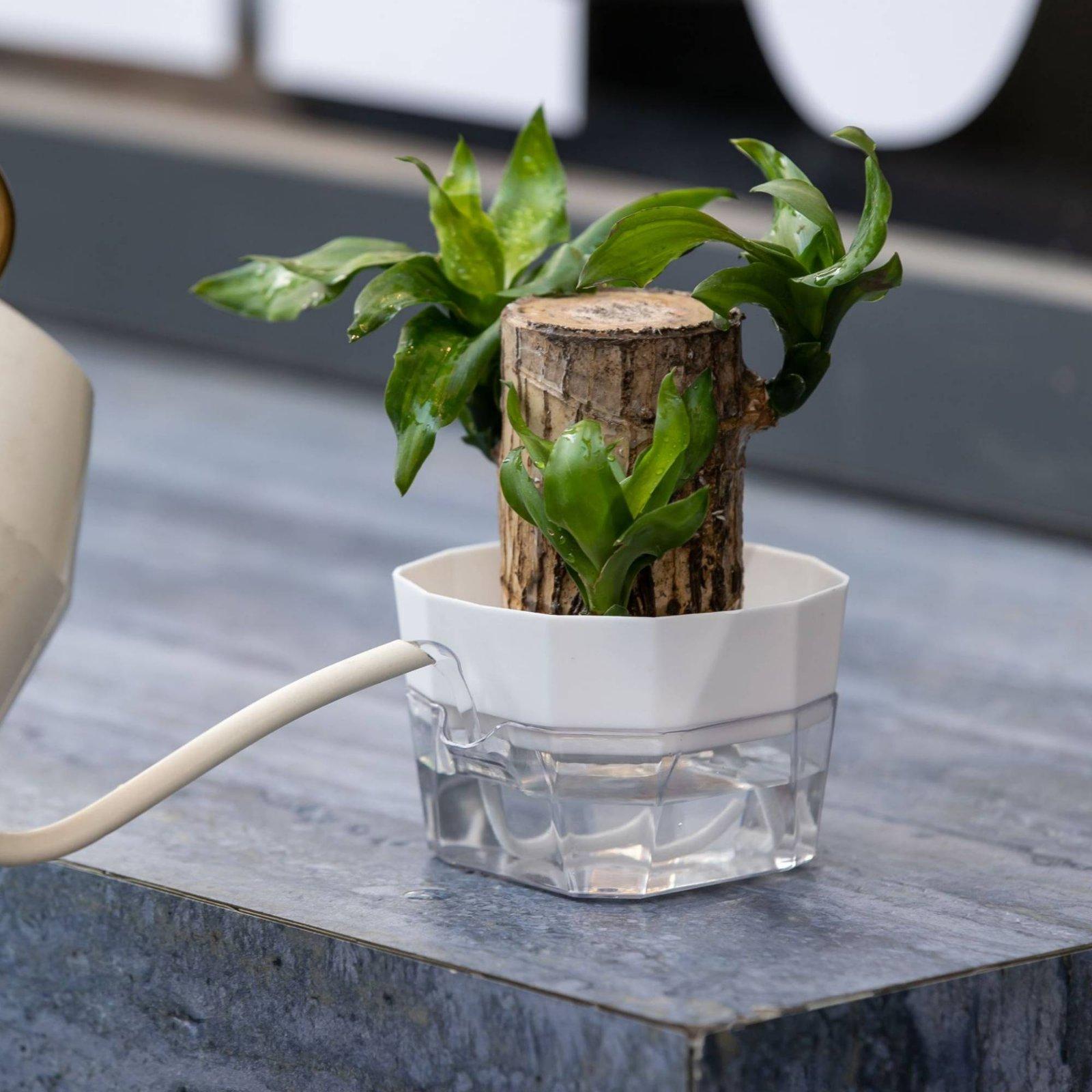 Hidroponik Vazo İki Katmanlı K - Indoor Plants incelemesi ve fiyatı