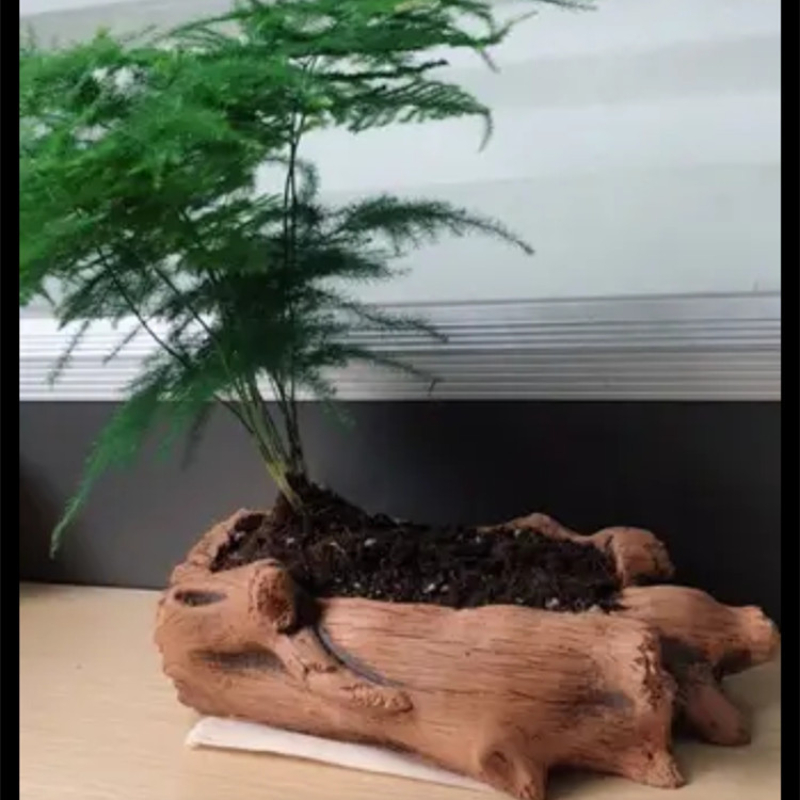 Taklit Ahşap Kazıklar Ağaç Kök - Succulent Set incelemesi ve fiyatı