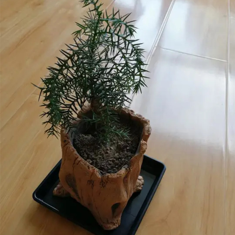 Taklit Ahşap Kazıklar Ağaç Kök - Succulent Set incelemesi ve fiyatı