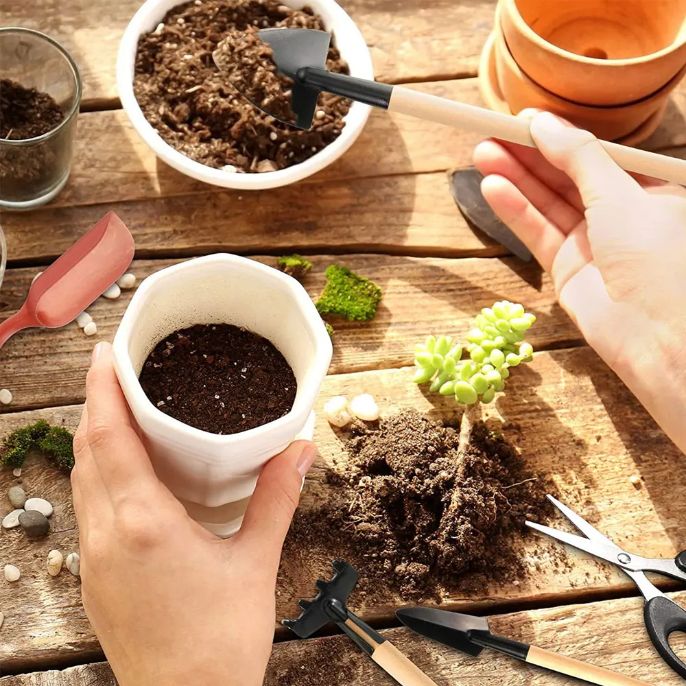Kapalı bitki için 13 adet etli - Succulent Set incelemesi ve fiyatı
