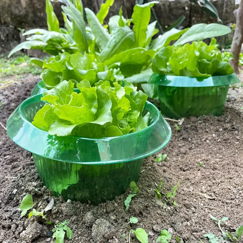 Bitkiler Sümüklüböcek Koruma H - Terracotta Pot incelemesi ve fiyatı