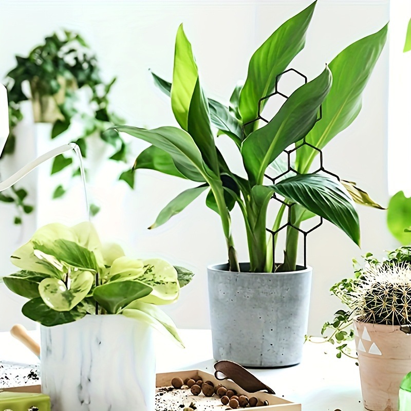 1 adet petek tasarımlı bitki k - Pothos incelemesi ve fiyatı