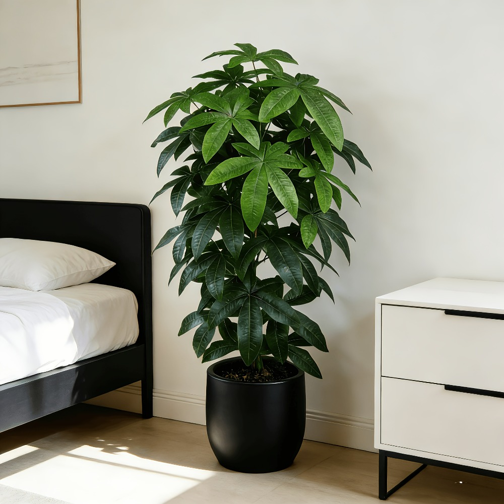 Bilimsel olarak bilinen para a - Snake Plant incelemesi ve fiyatı